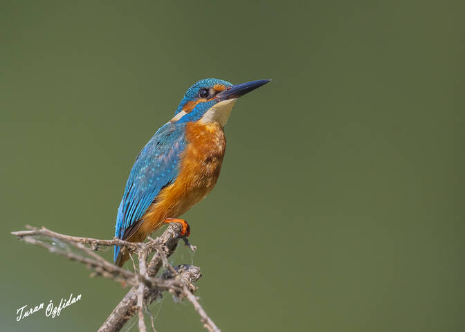 Обыкновенный зимородок (лат. Alcedo atthis)