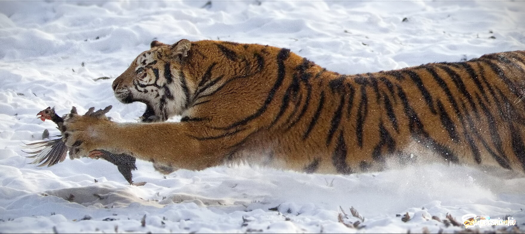 В низком полете