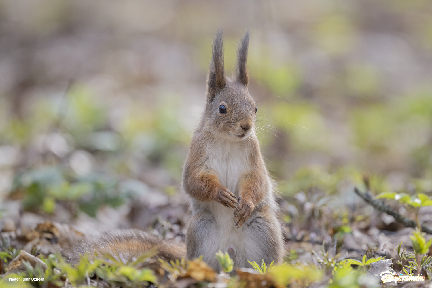 Белка обыкновенная (лат. Sciurus vulgaris)