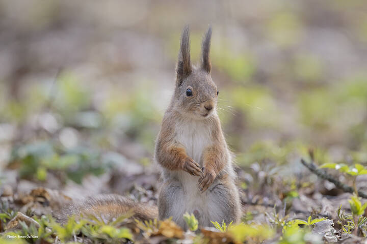 Белка обыкновенная (лат. Sciurus vulgaris)