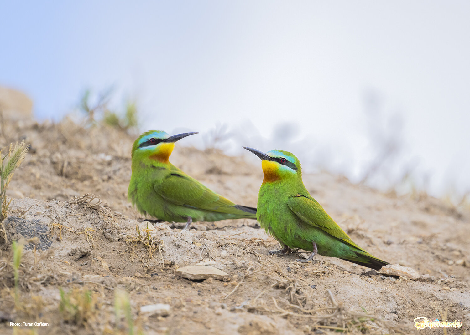 Зелёная щурка, или персидская щурка (лат. Merops persicus)