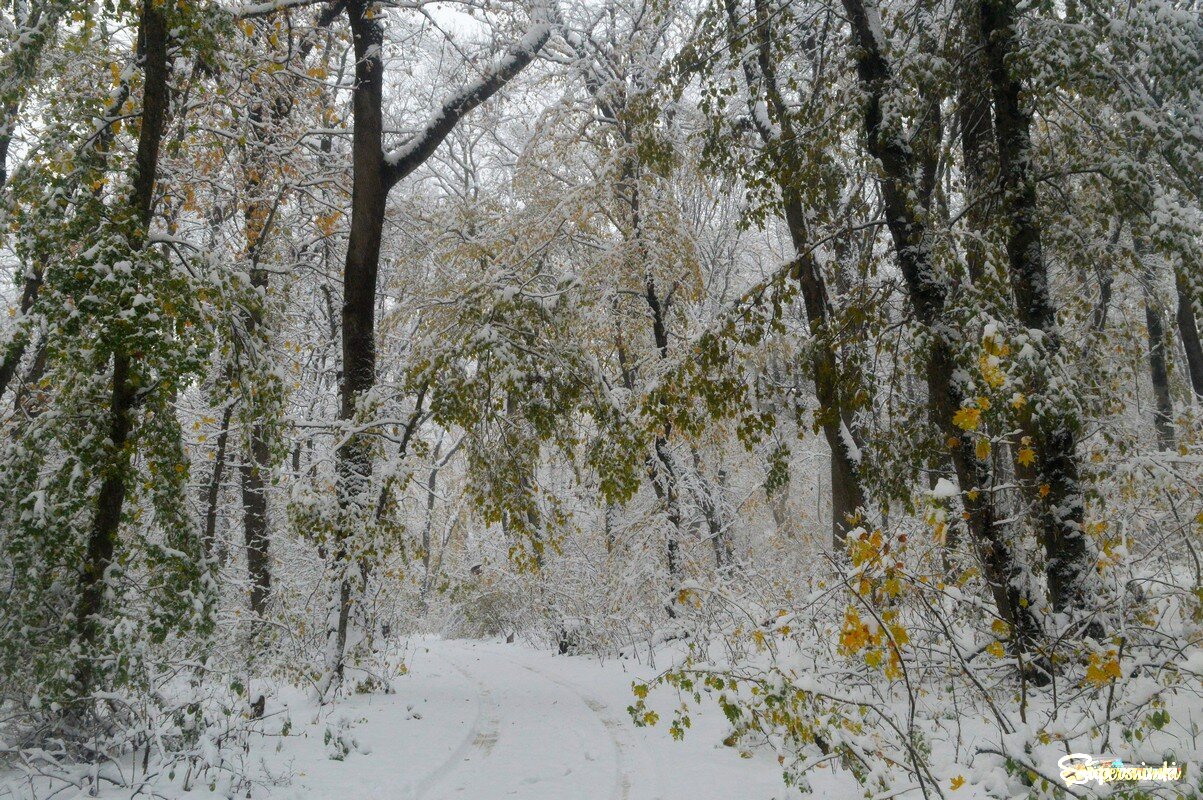 Осенняя метель......