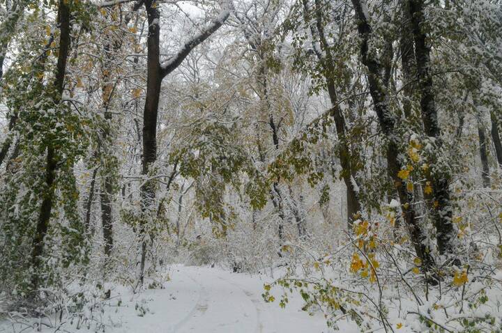 Осенняя метель......