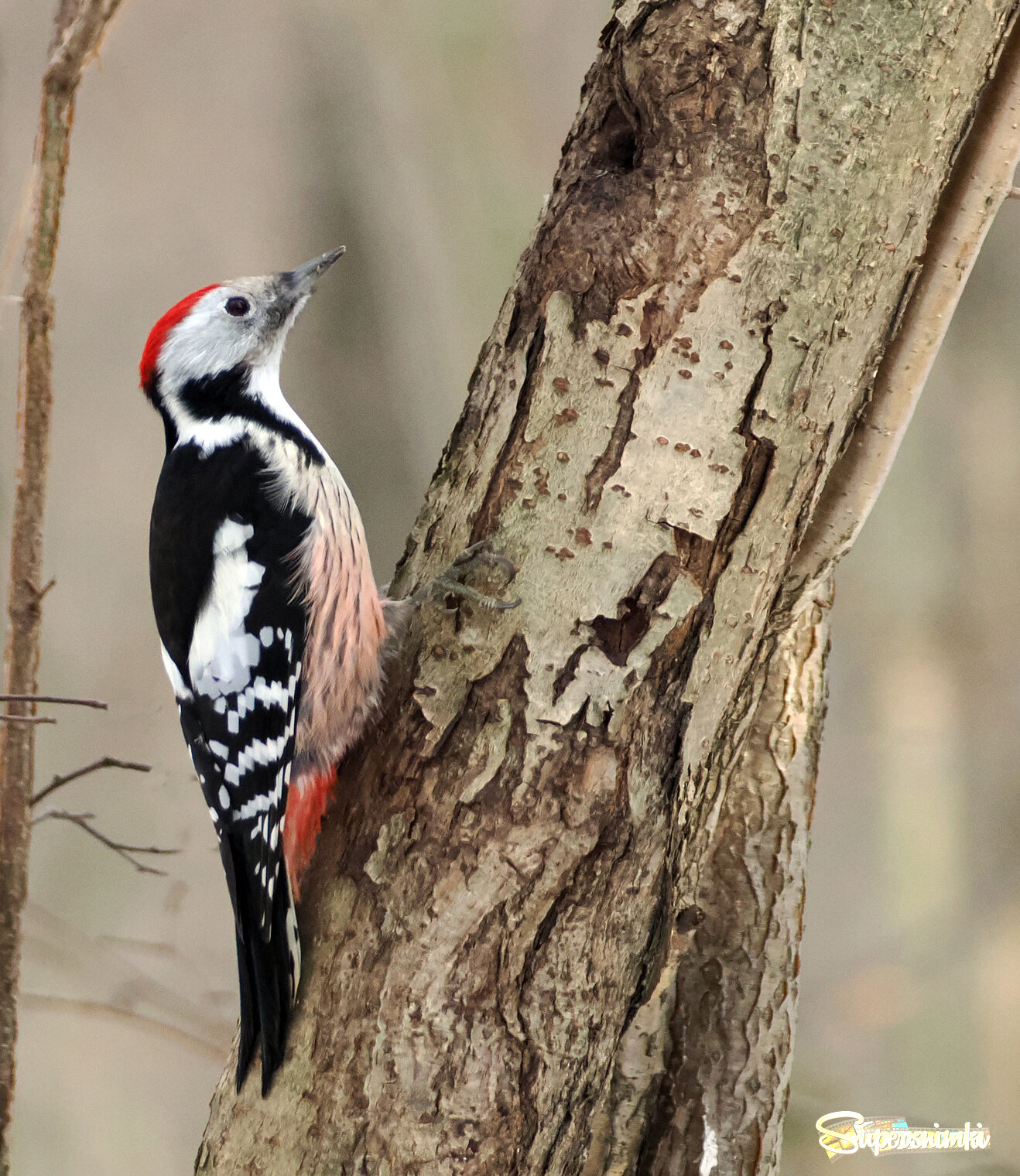 Средний пёстрый дятел, самец.