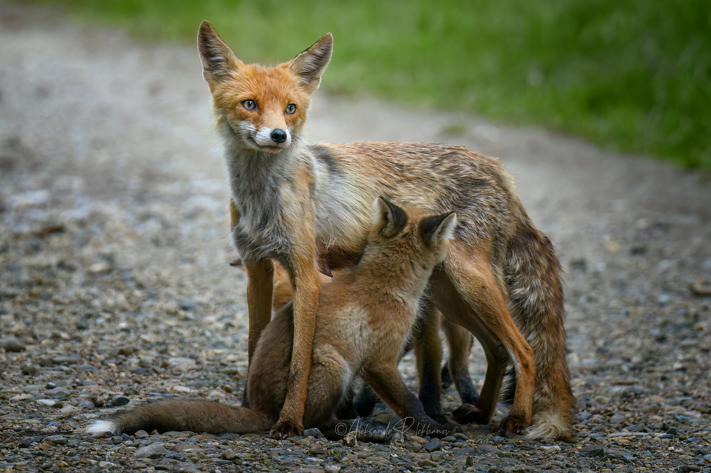 Они хотят есть