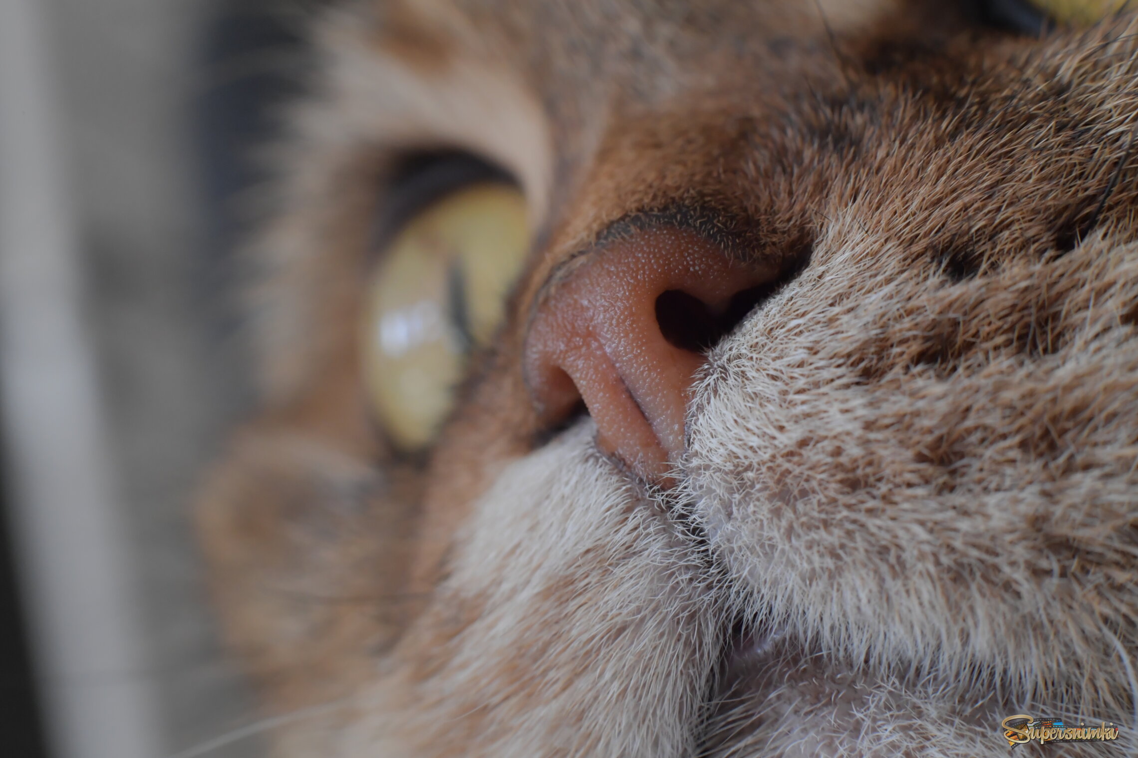 Фото Охота Шархана)