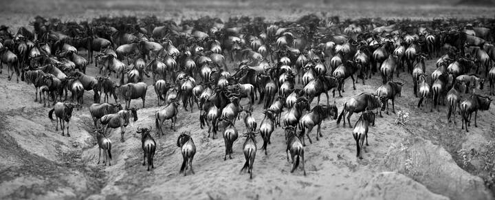 EXODUS