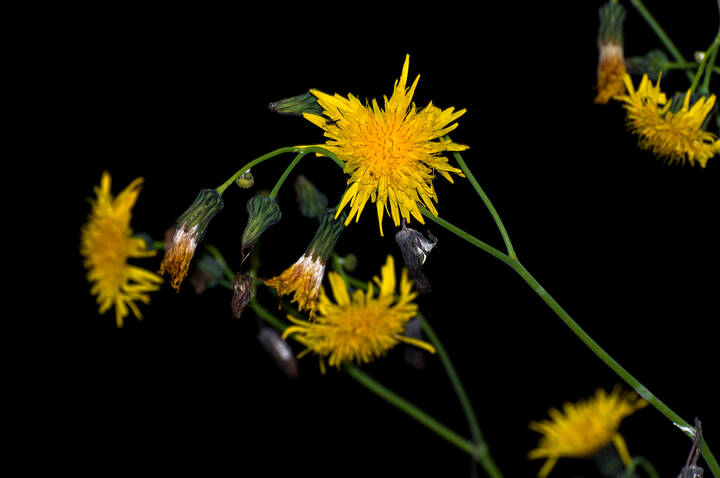 ☘️ flora