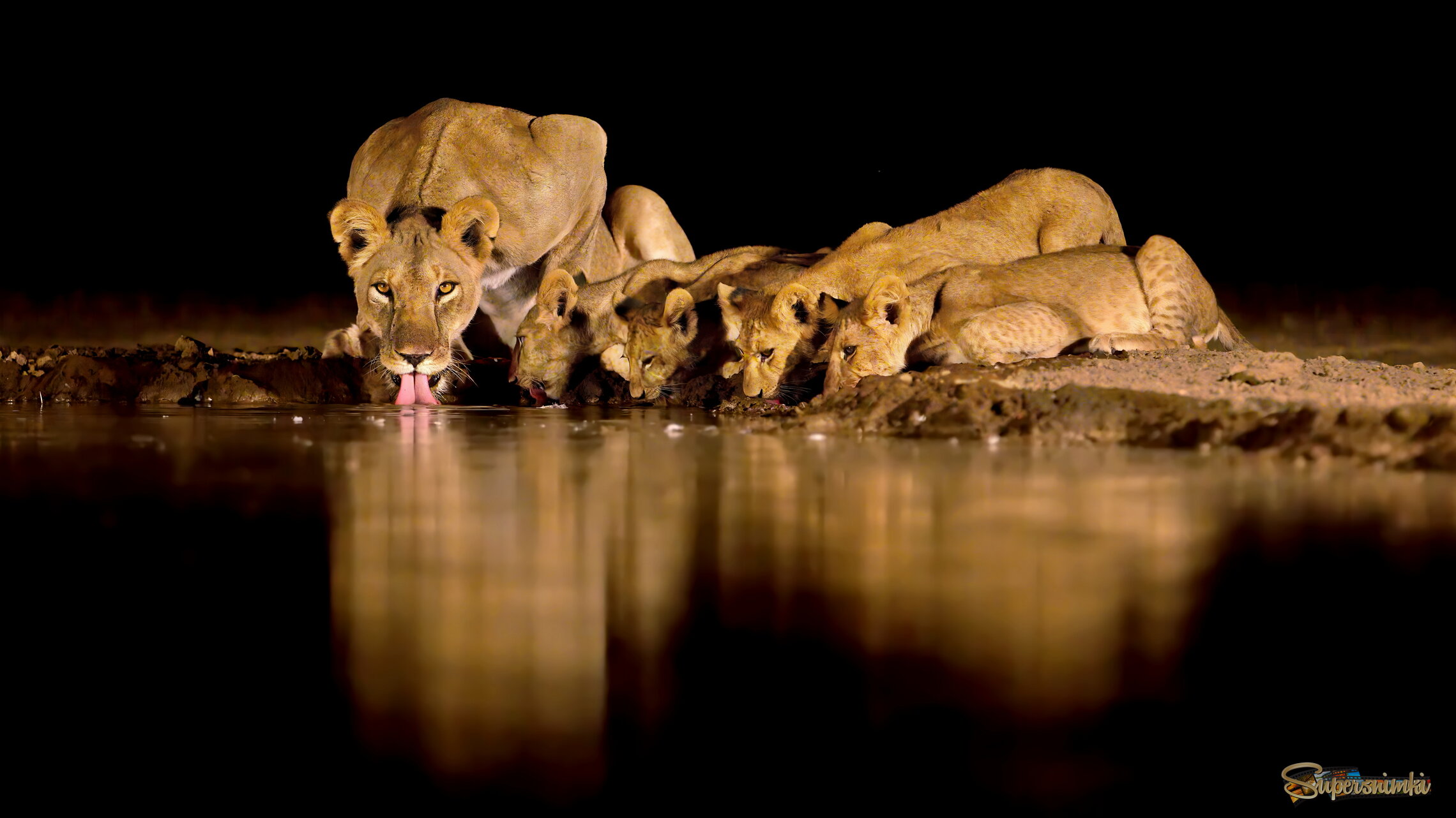 Семейная жажда