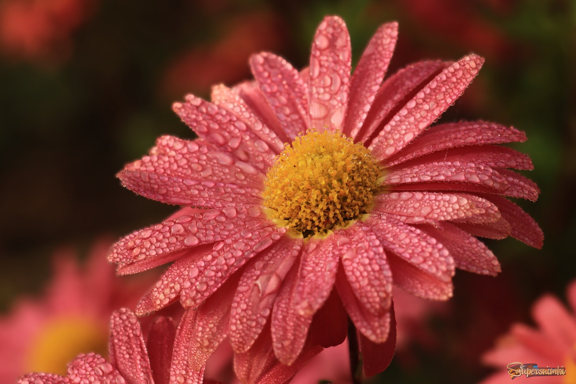 Доброе утро