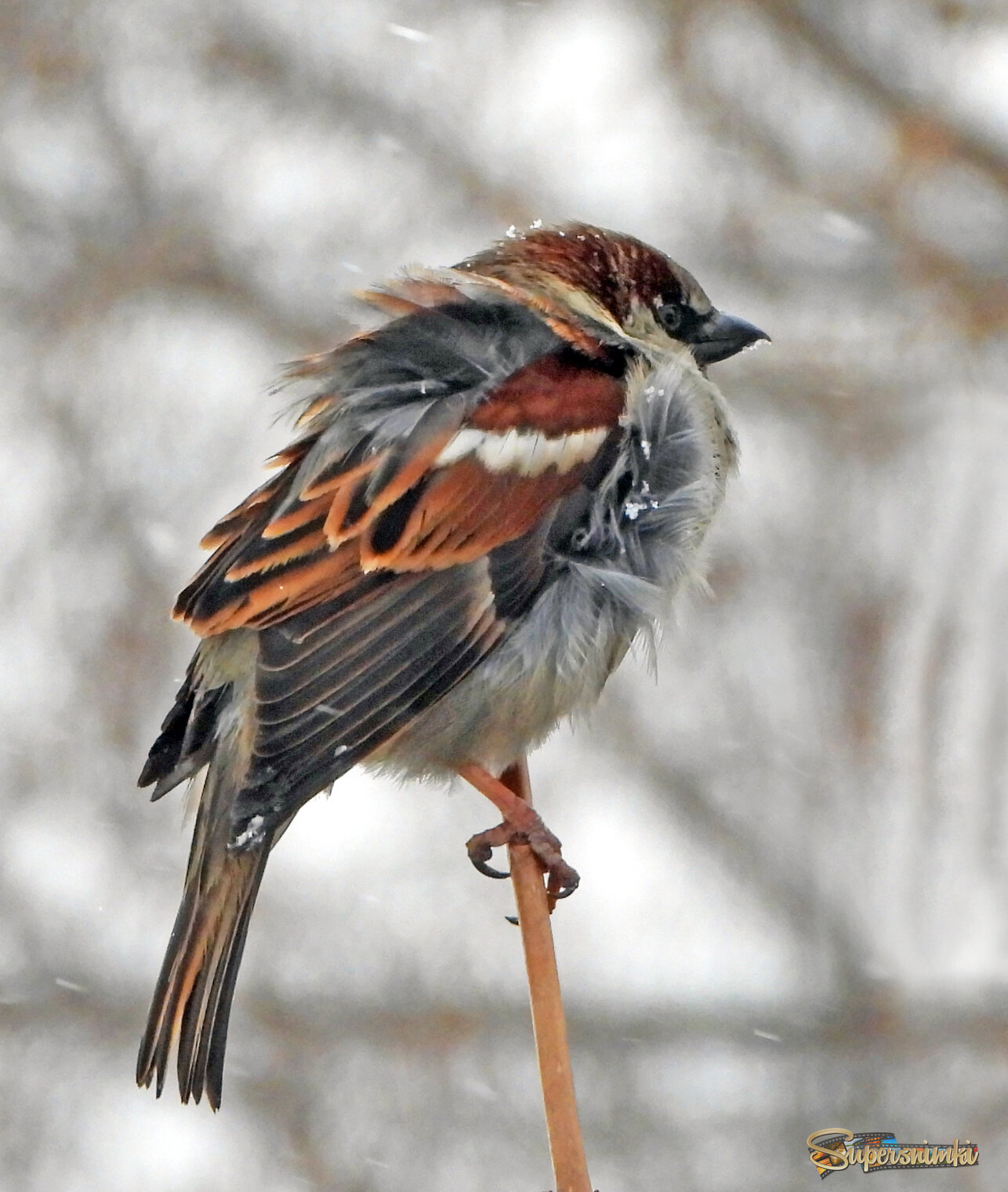 Полевой воробушек в непогоду...