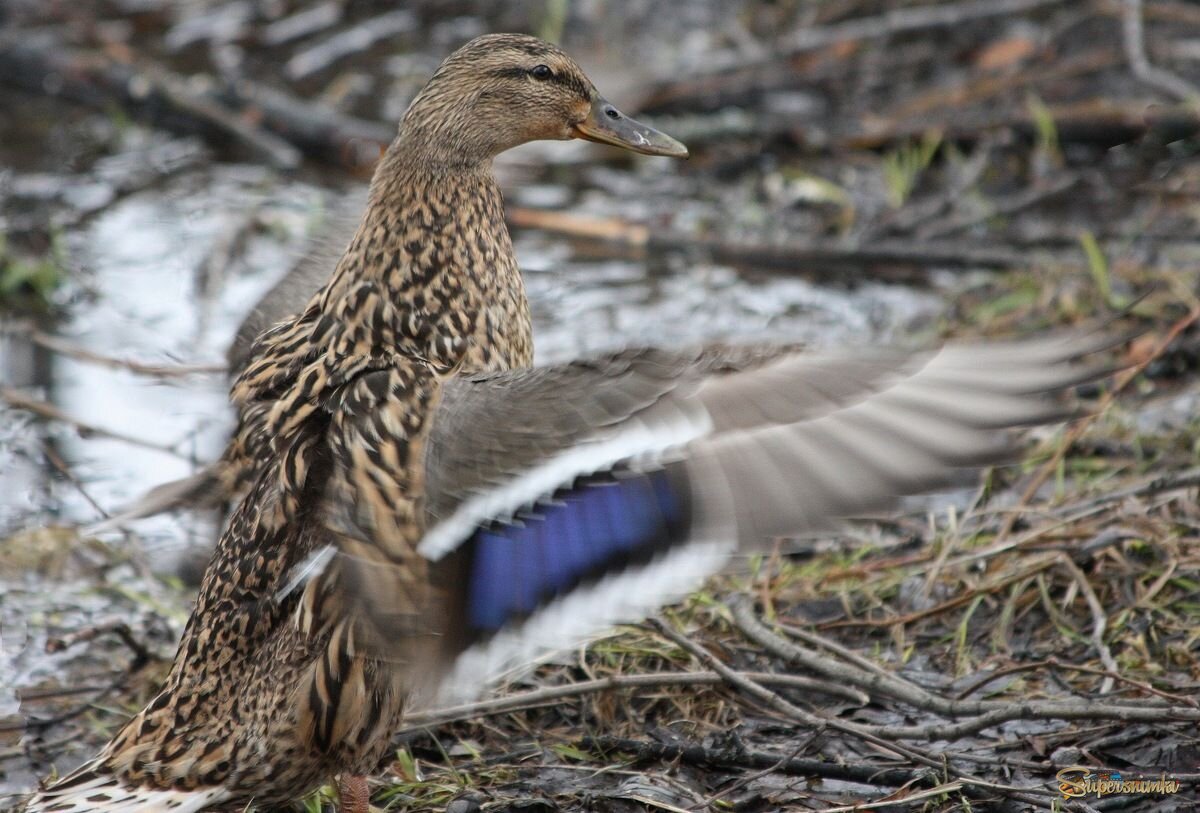 Взмахну крылом!
