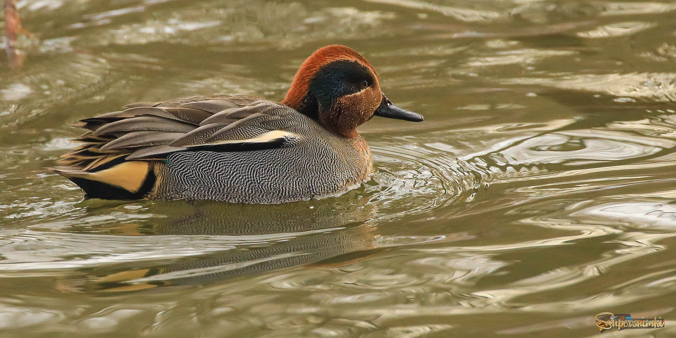 Ветрено. Перья дыбом