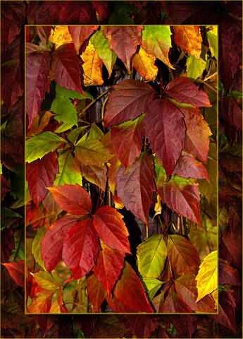 ☘️ flora