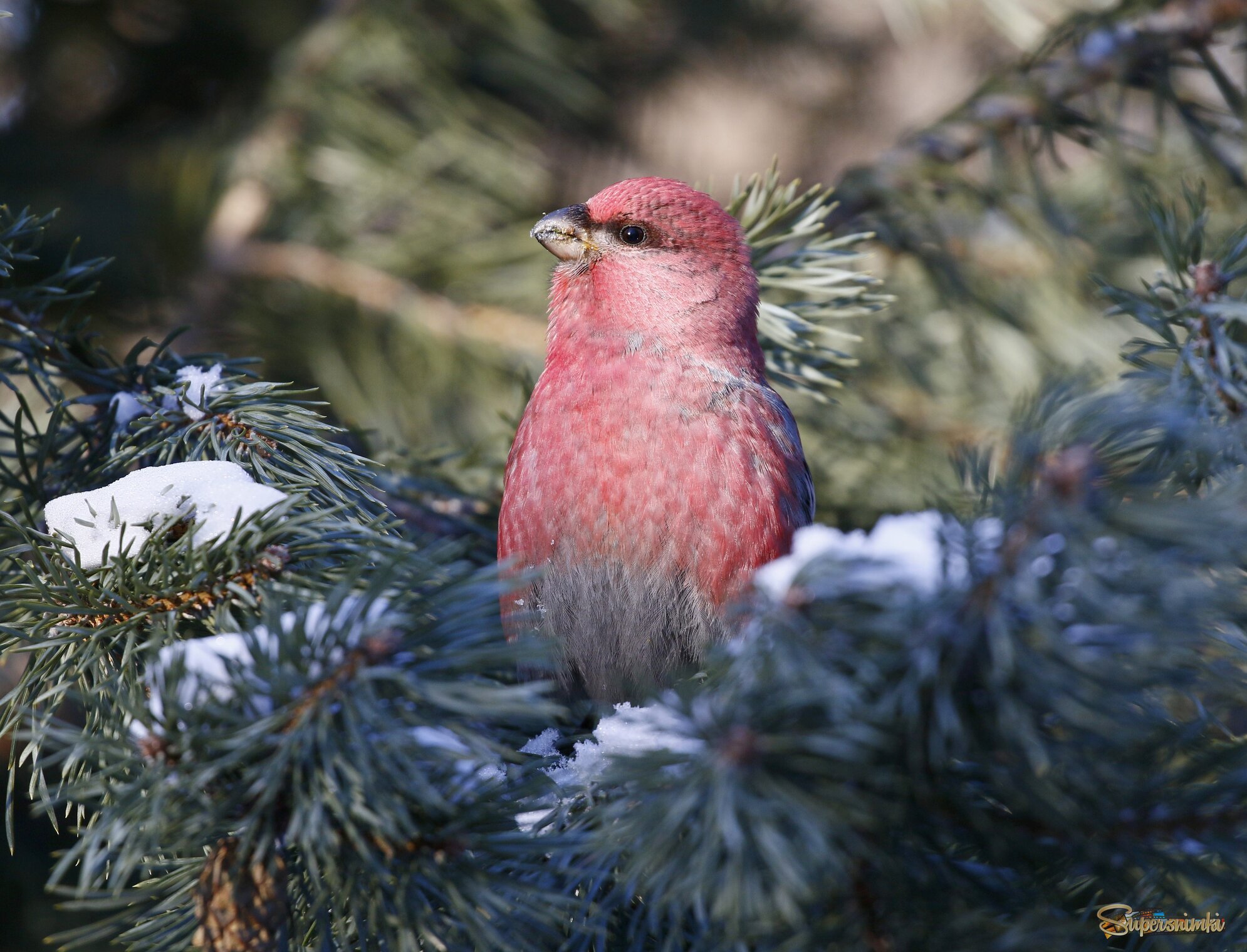 Украшение зимы