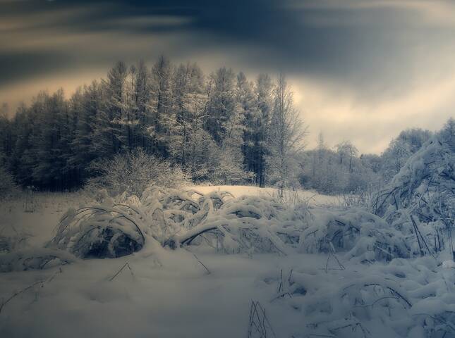 Природа севера I