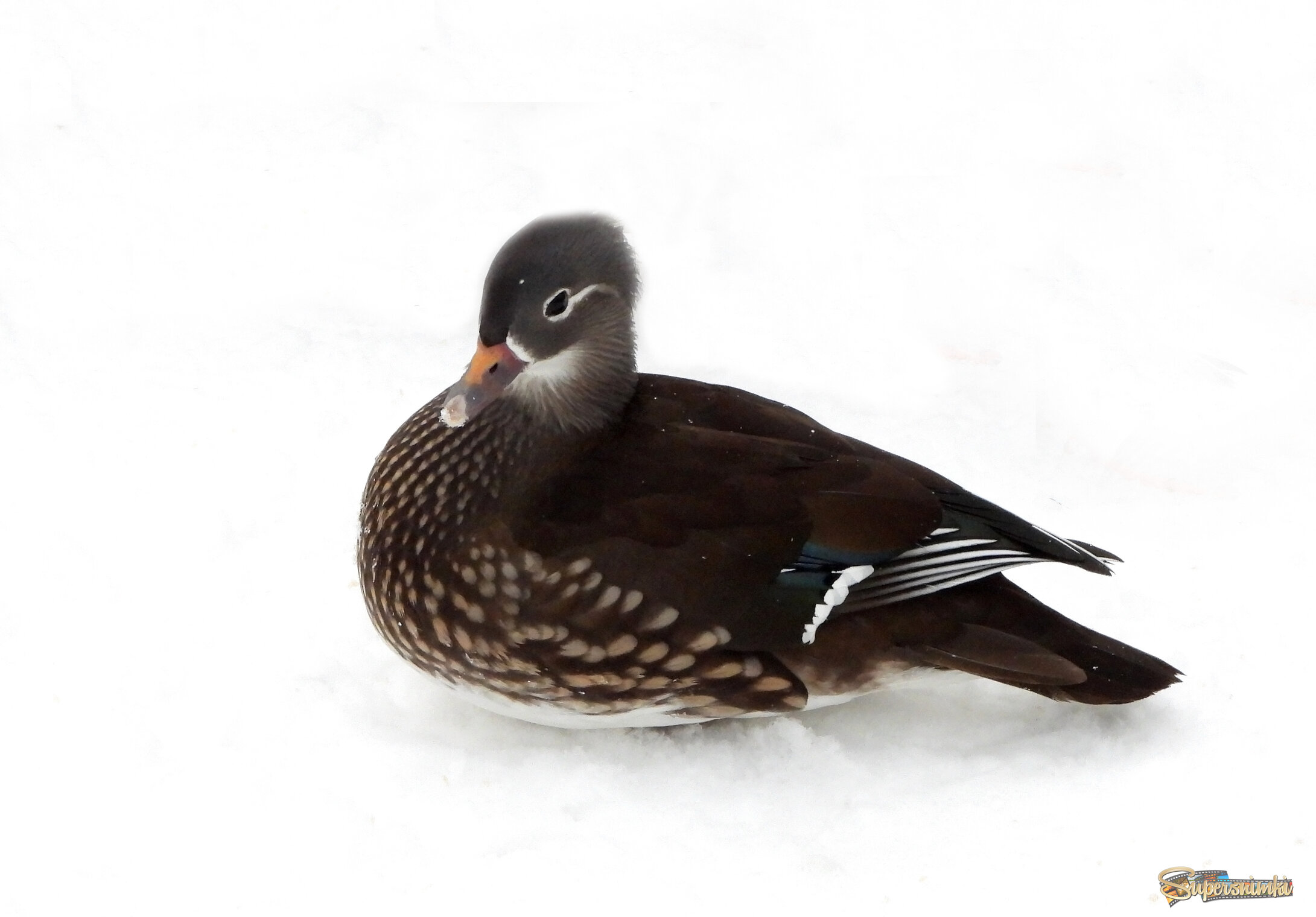 Самка утки - мандаринки.