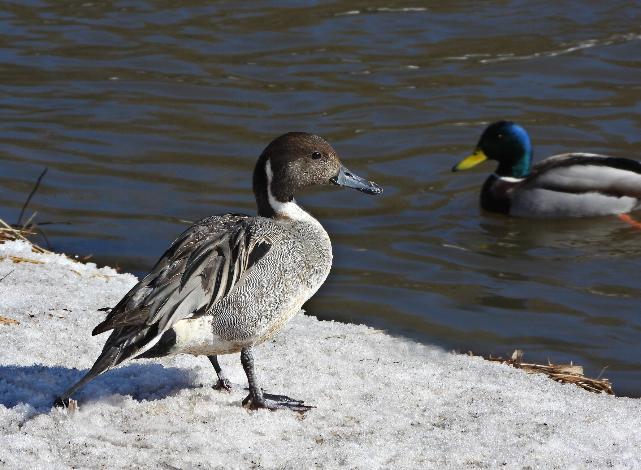 Самец утки-шилохвости.