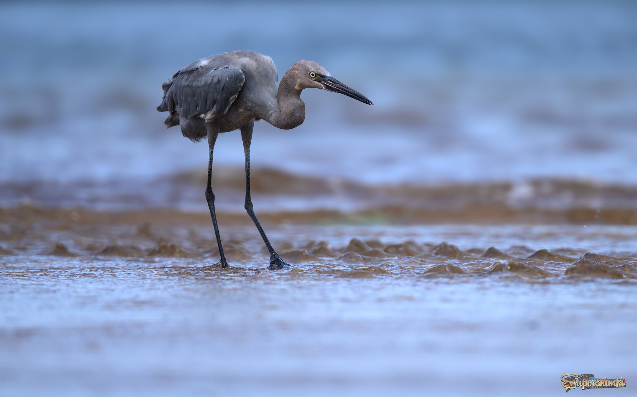 Reddish egret