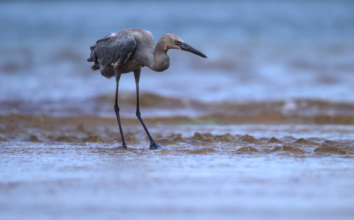 Reddish egret