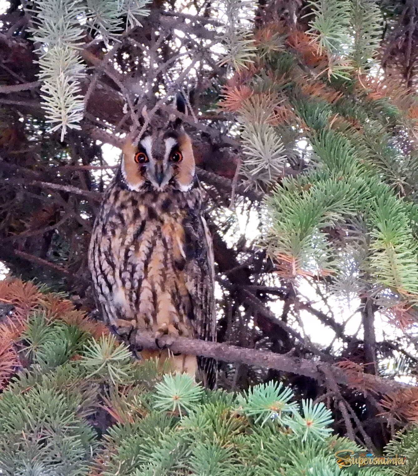 Ушастая сова.