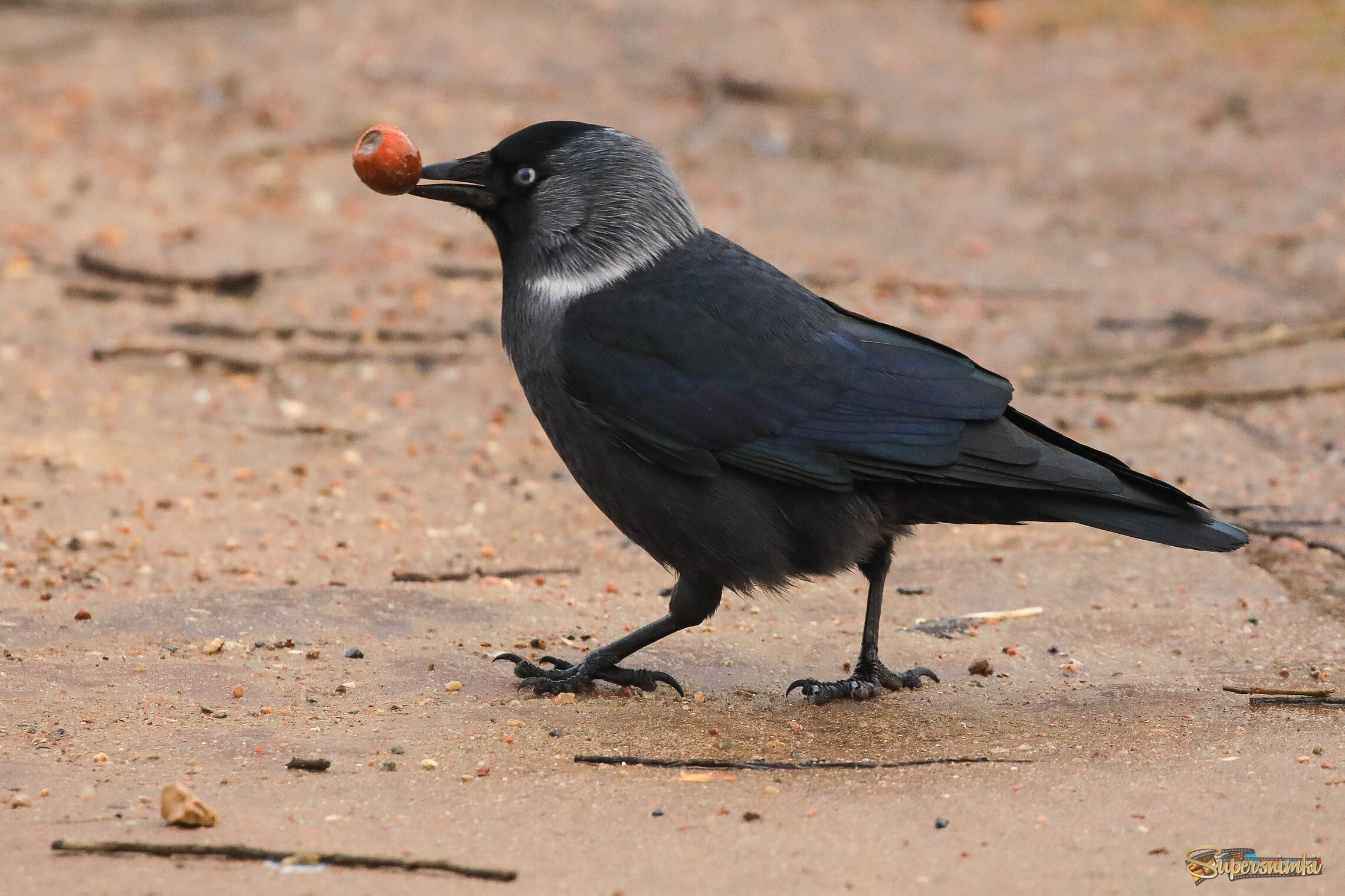 Вкусны жёлуди зимой! 
