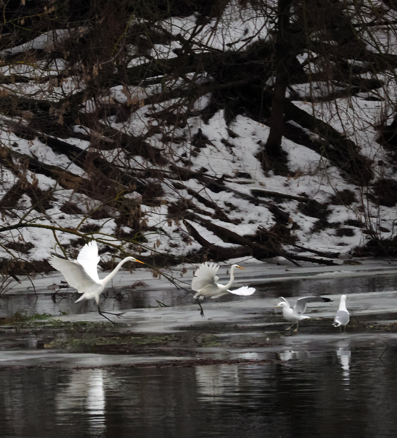 Зимующие две белые большие цапли.