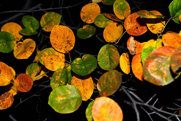 ☘️ flora