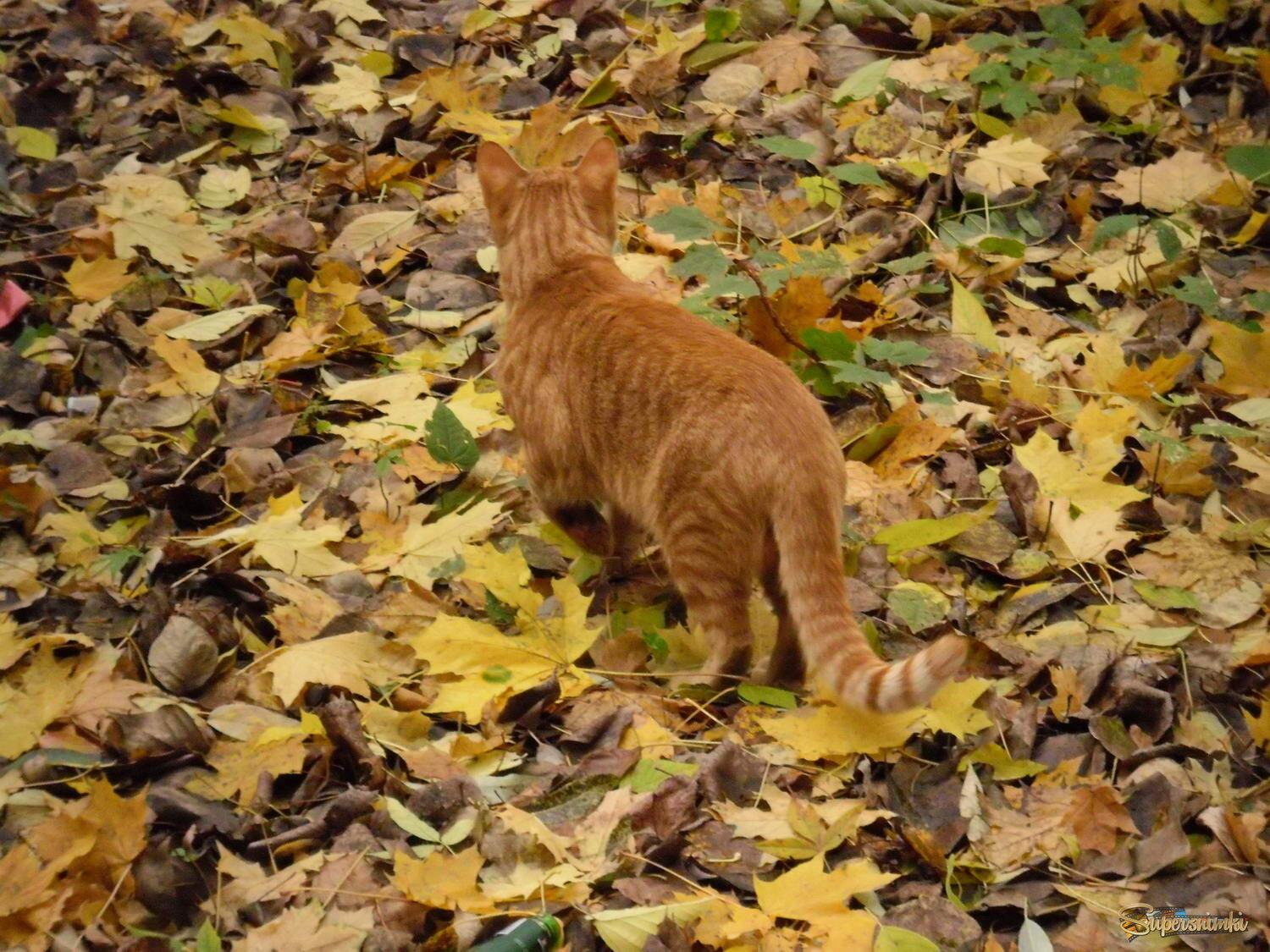Покровительственна окраска