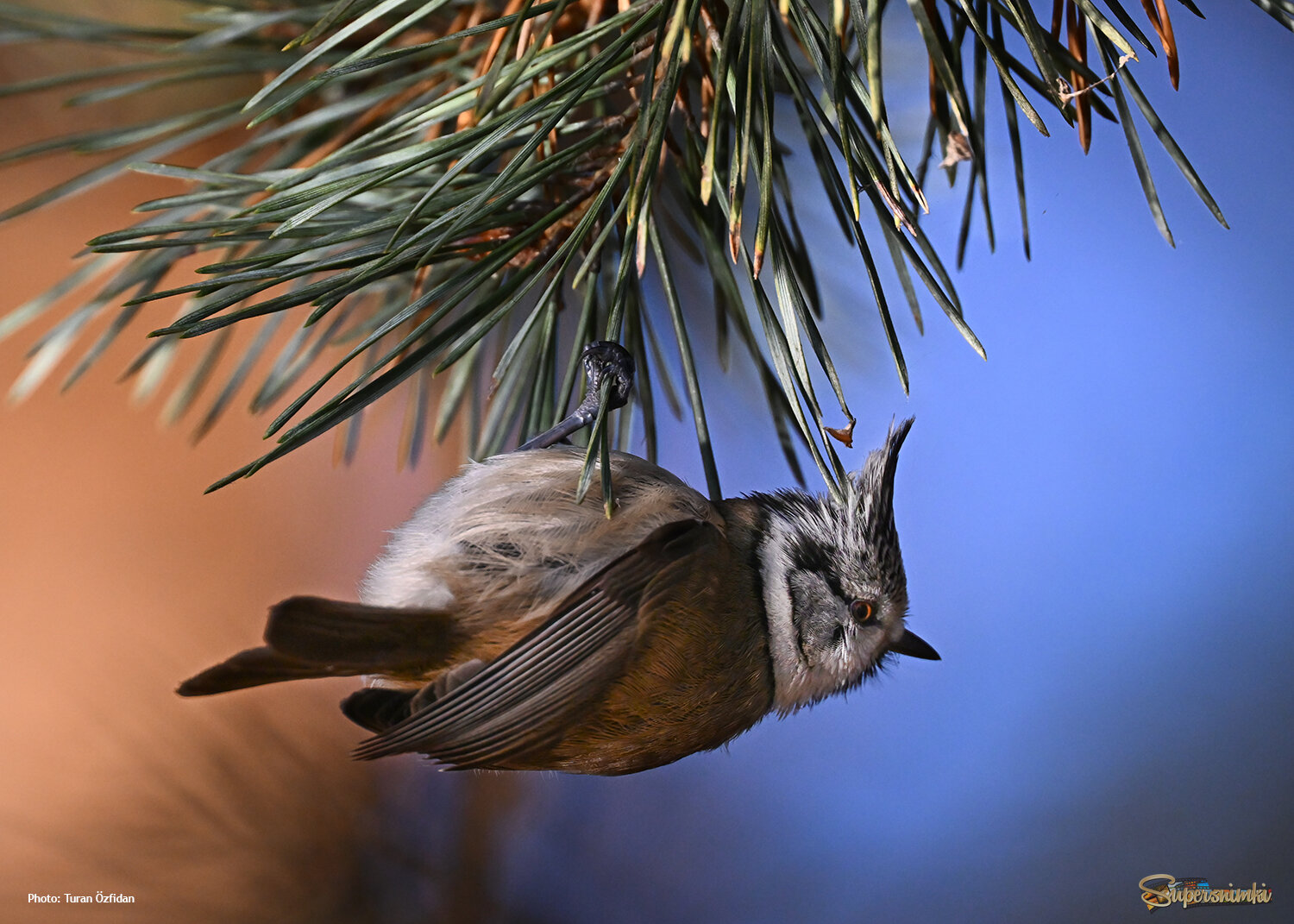 67925b6c5b3a4aa99313215b