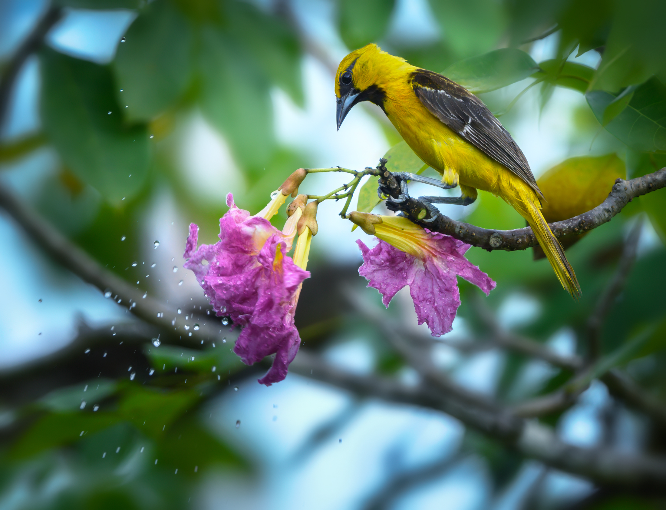 Streak-backed oriole