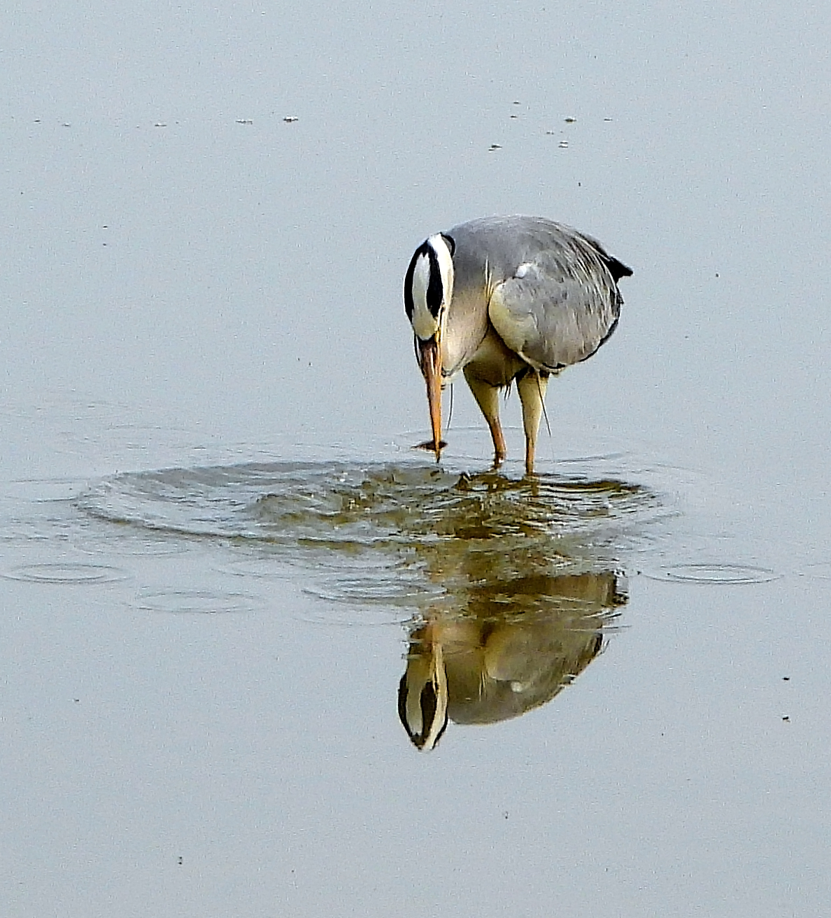 Фотосессия серой цапли.