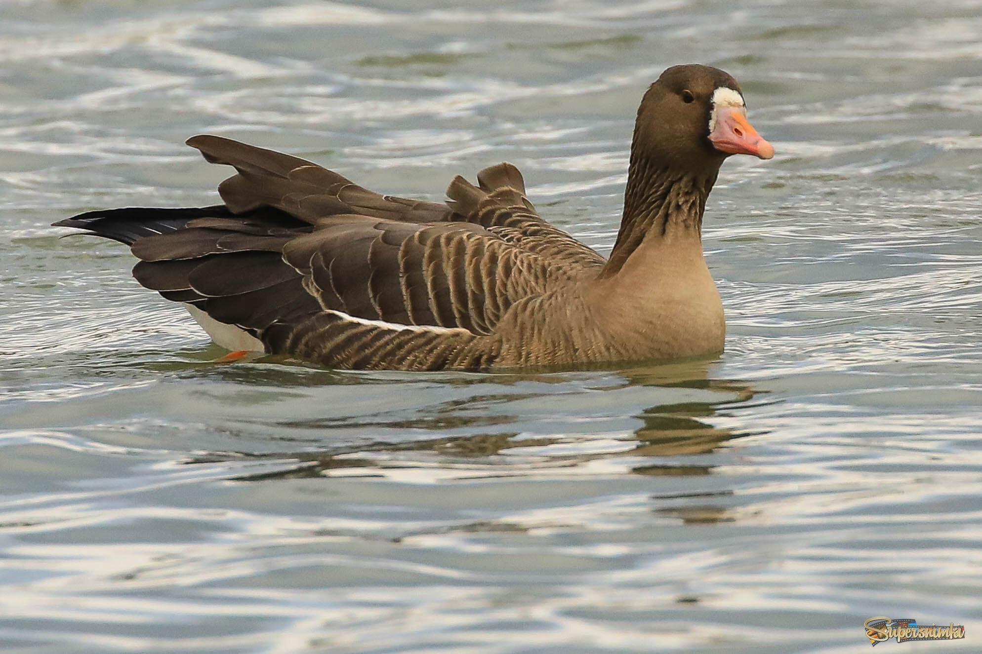 На ледяном ветру