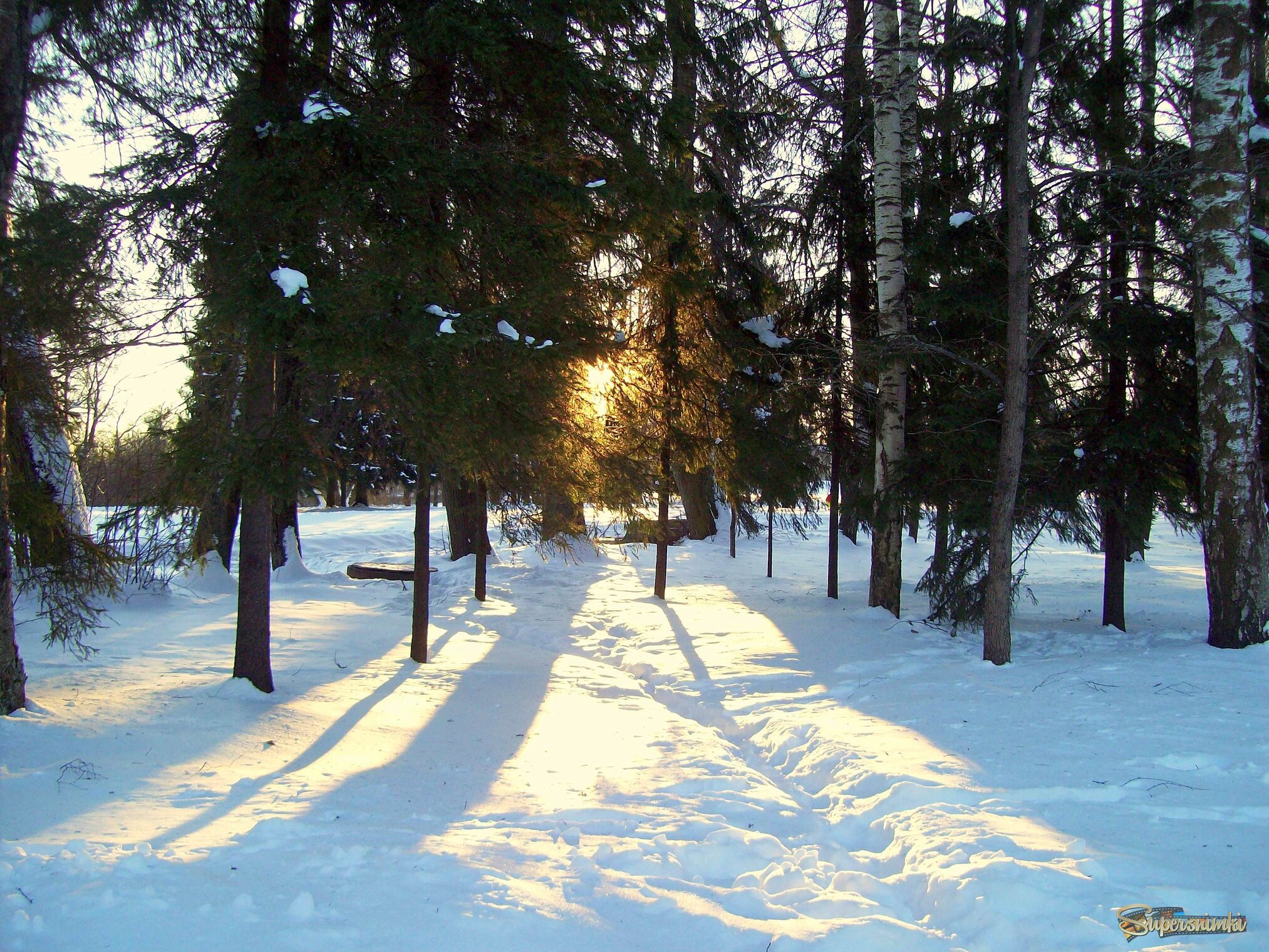 В Павловском парке