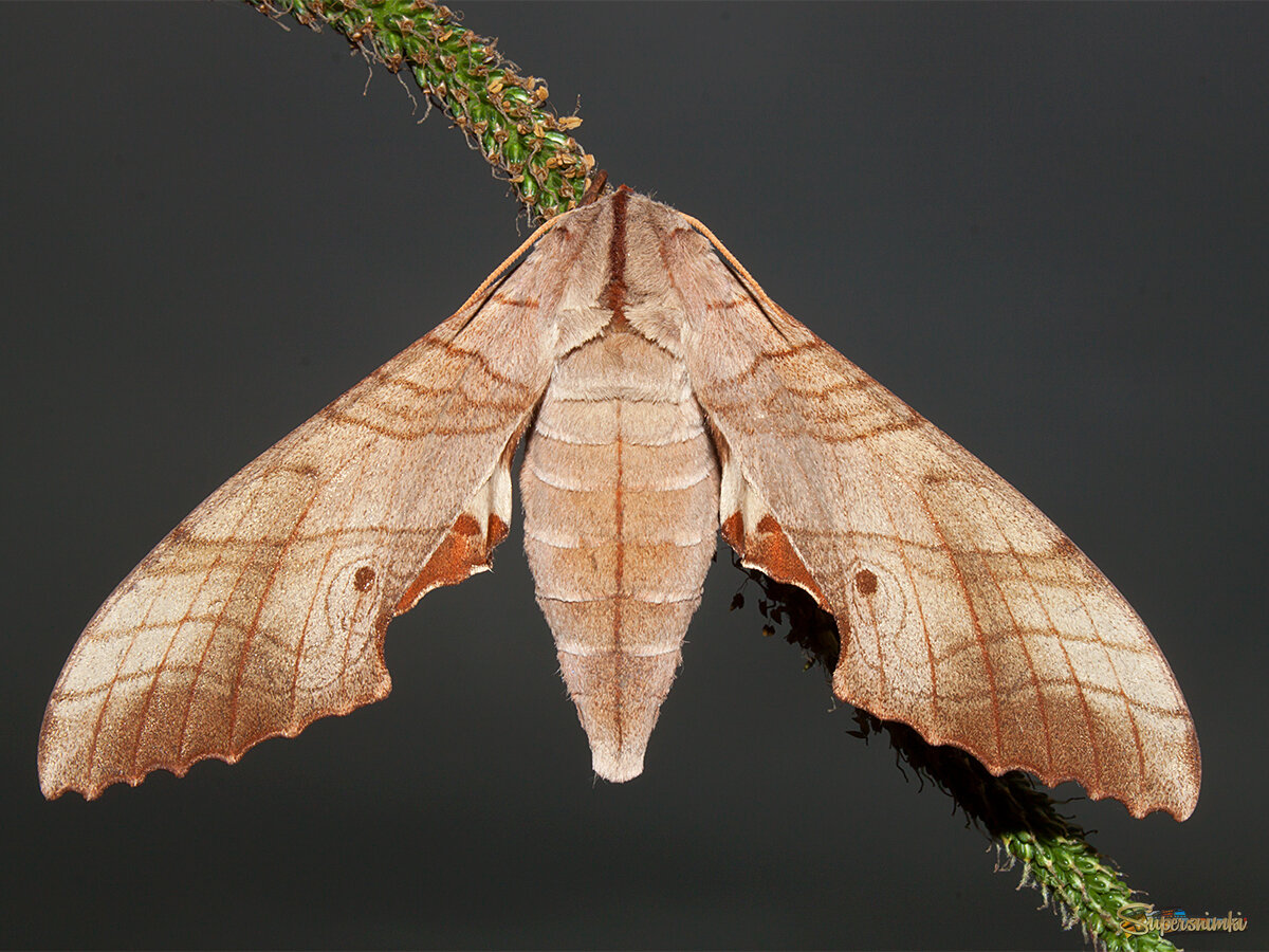 Ночная бабочка бражник Сперхей или Дальневосточный дубовый.