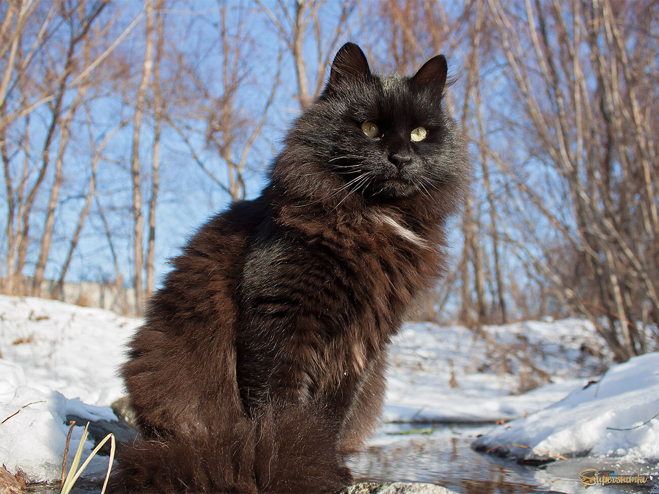 Зимний портрет Черныша.