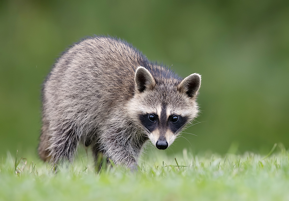 Young Raccoon. Енот-полоскун  малыш