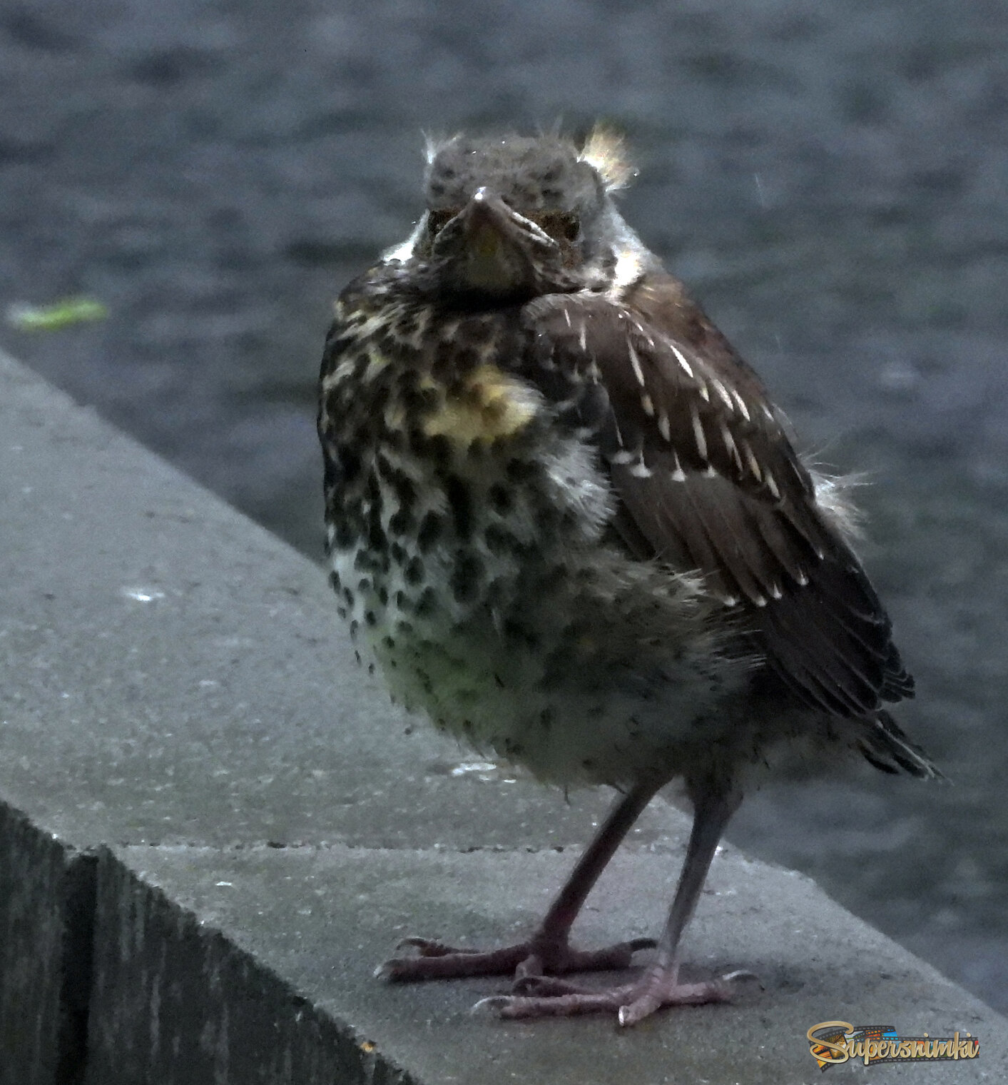 Слёток дрозда-рябинника.