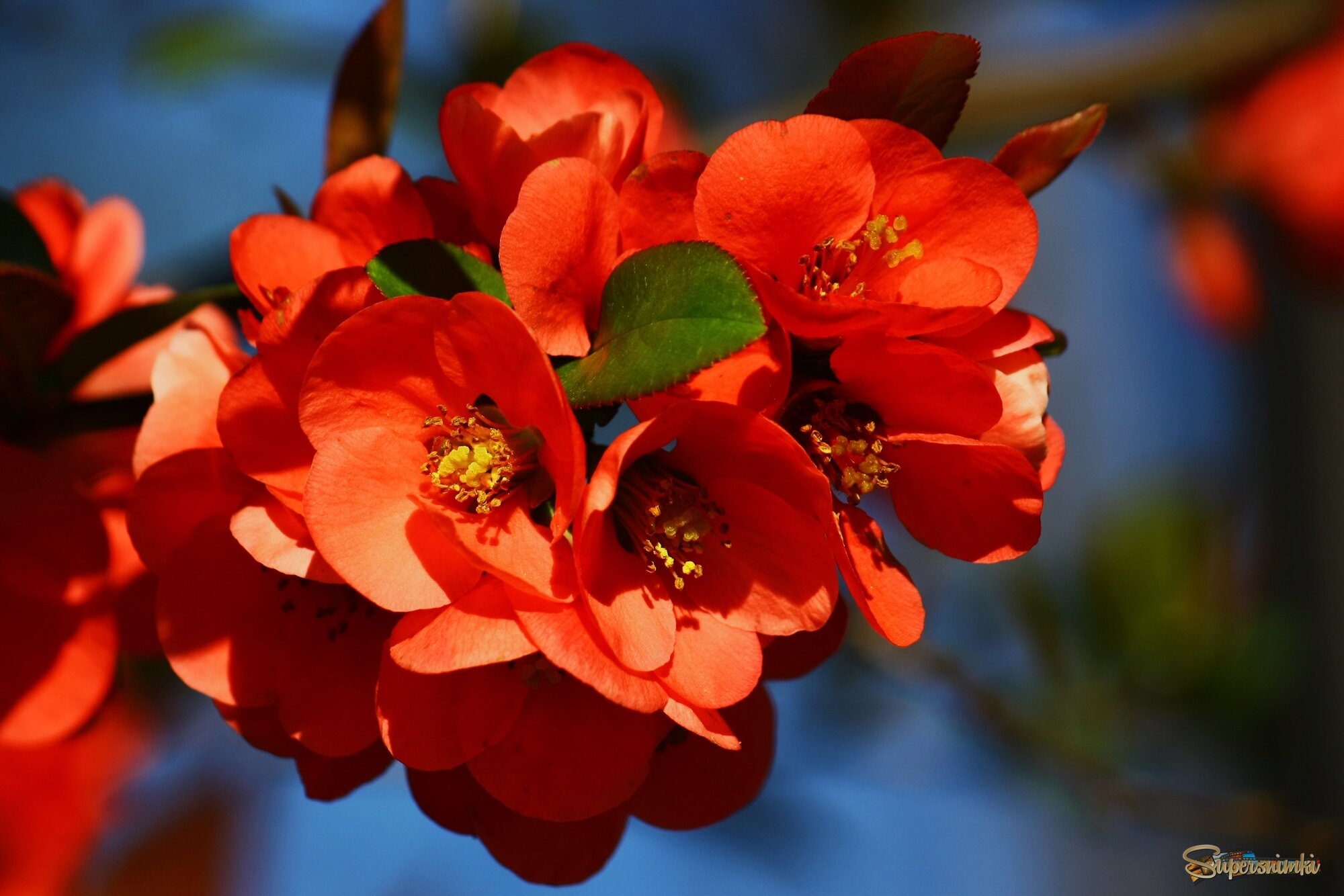 Цветёт айва