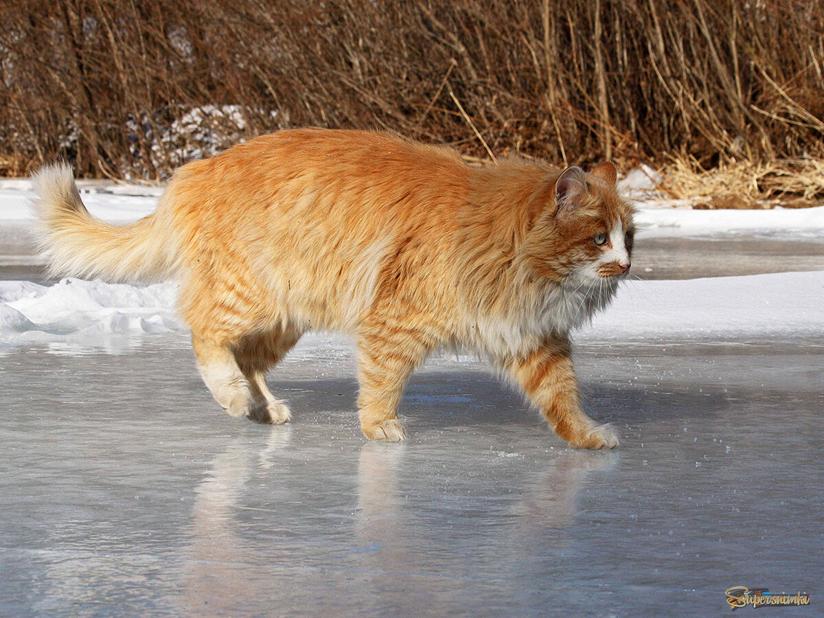 Решительная походка Рыжика.