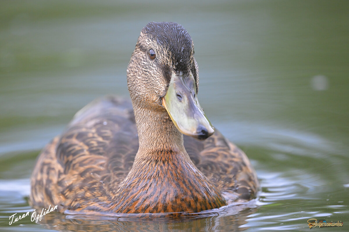 679a2909424d879ebf13215c