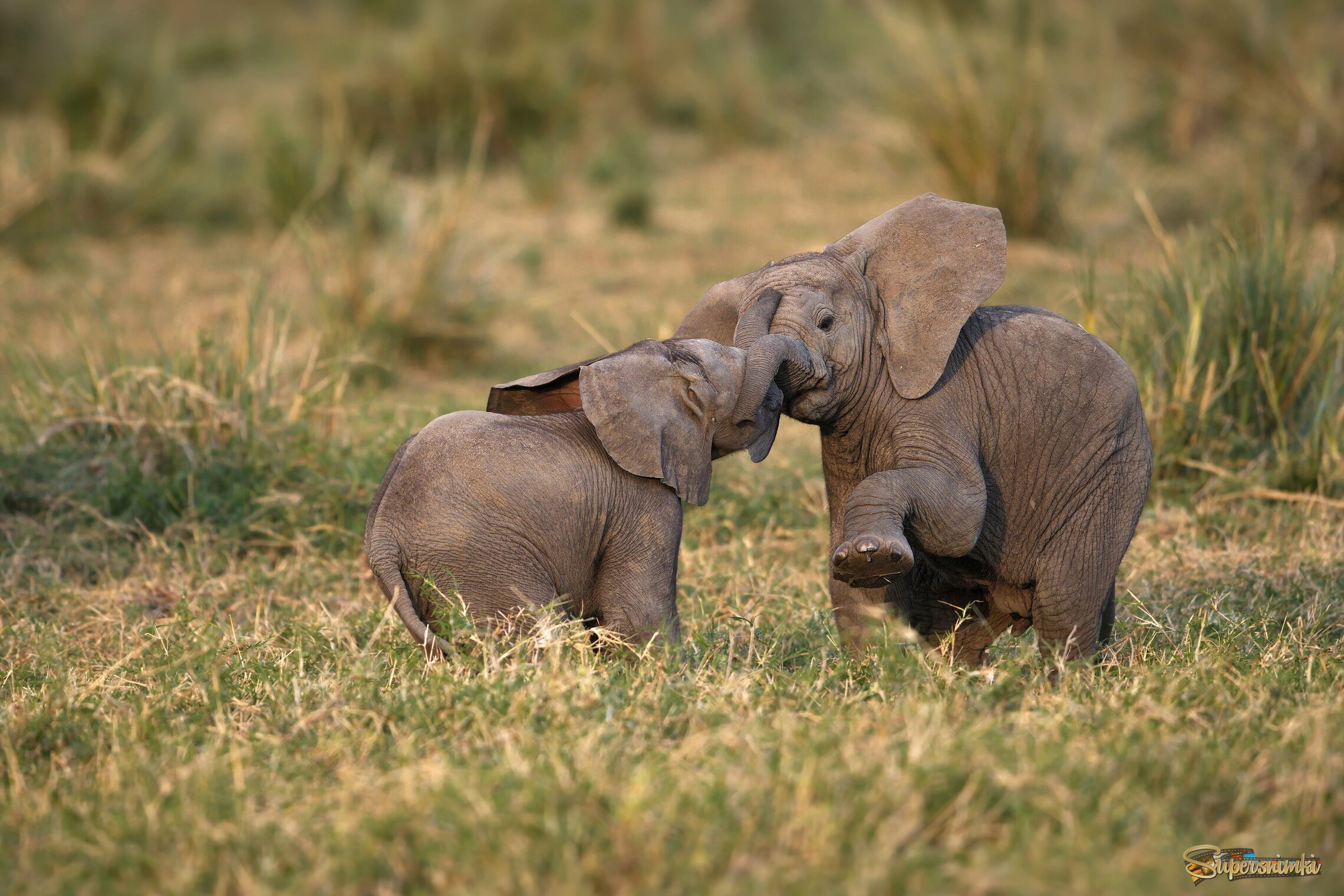 Слониковые забавы