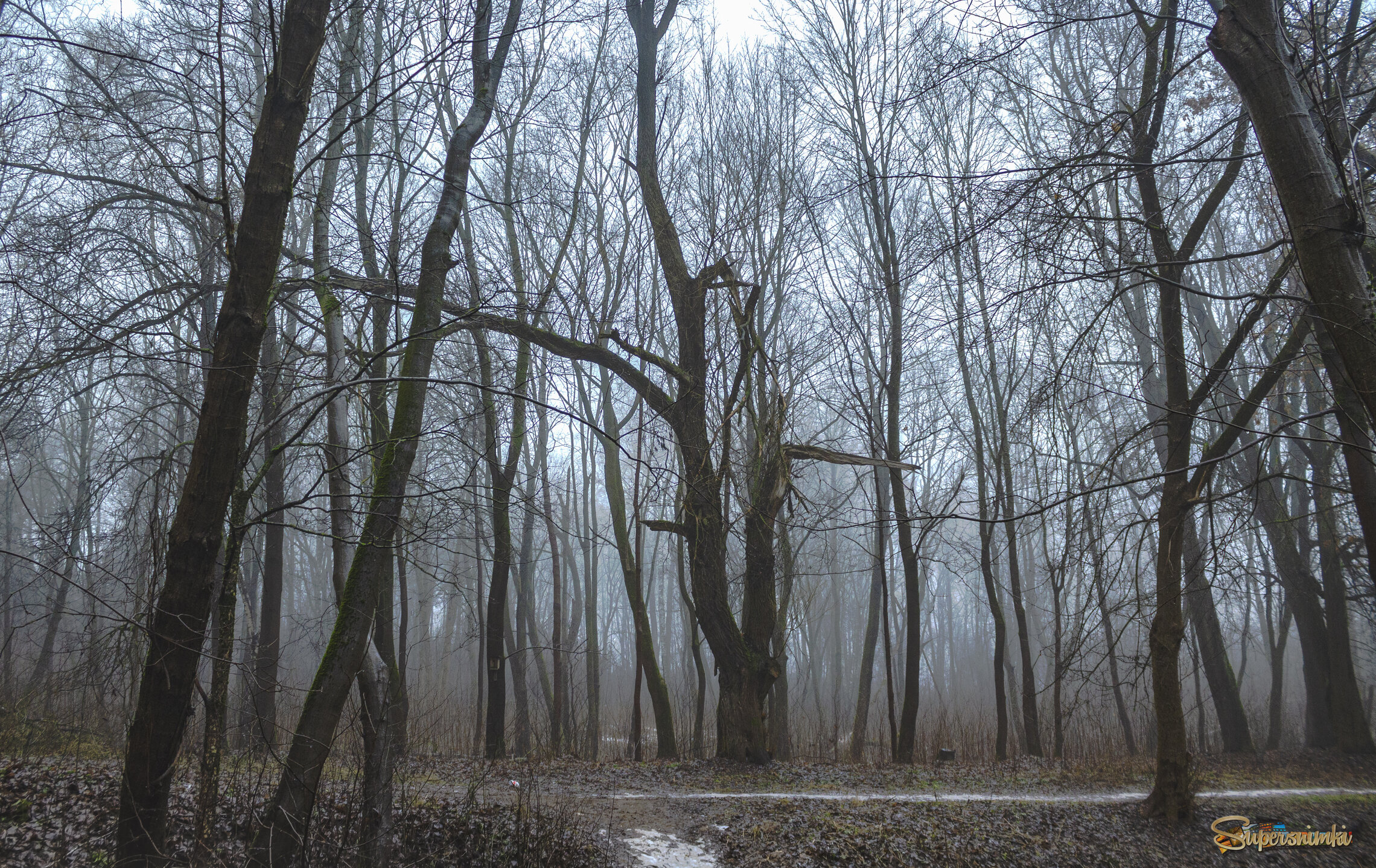Осень обнажилась...