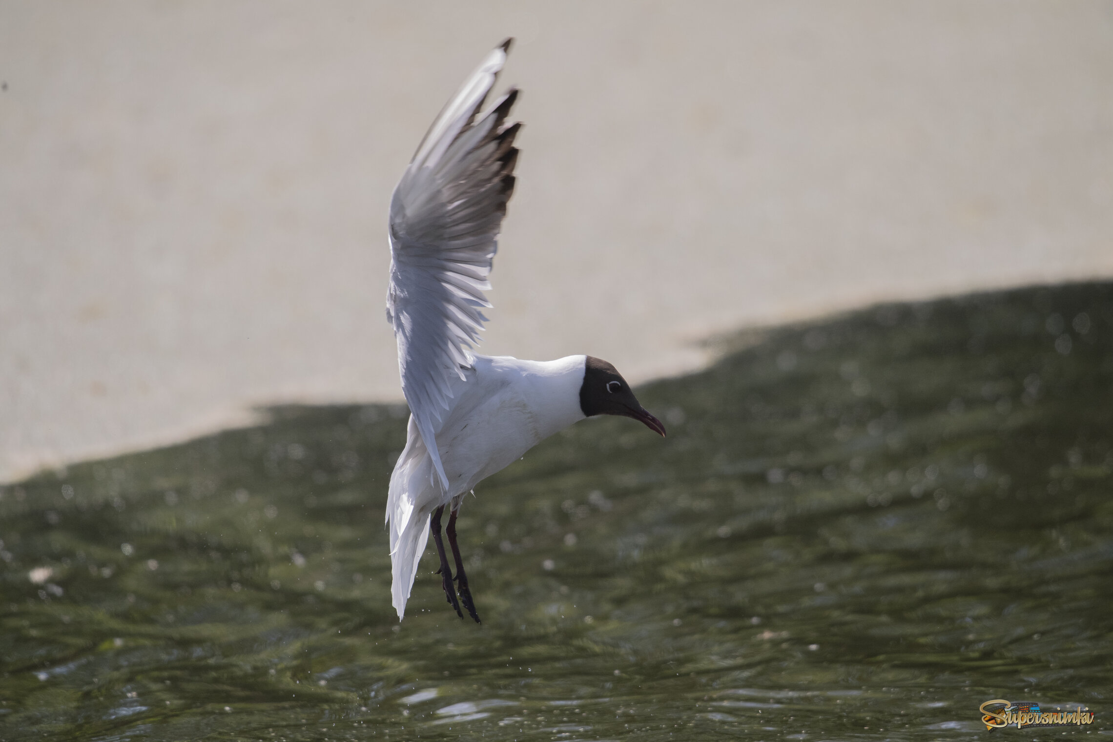 Озёрная чайка (лат. Chroicocephalus ridibundus)
