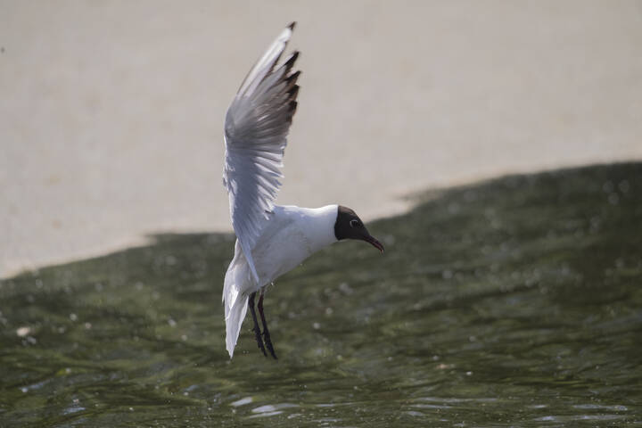 Озёрная чайка (лат. Chroicocephalus ridibundus)