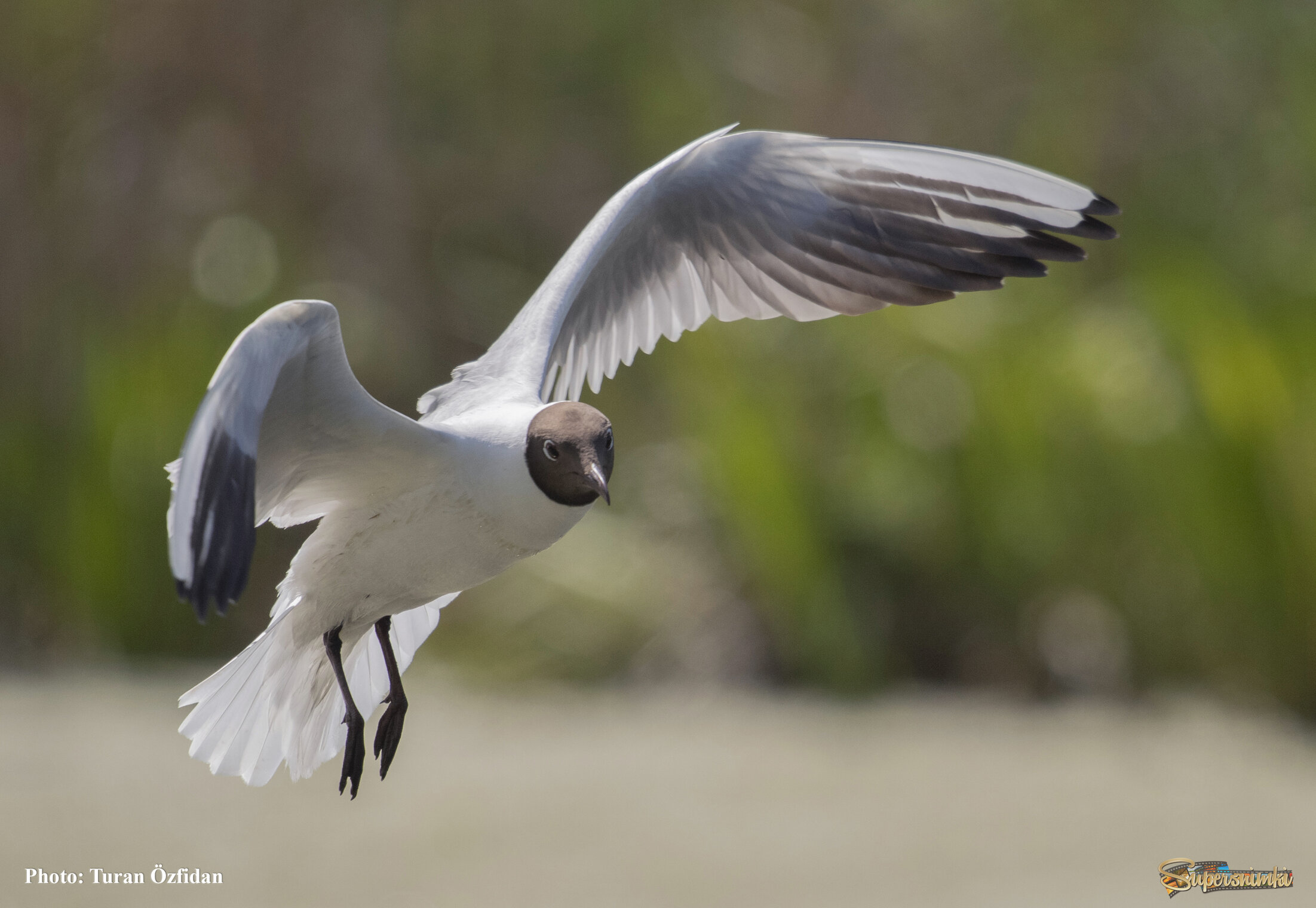 Озёрная чайка (лат. Chroicocephalus ridibundus)