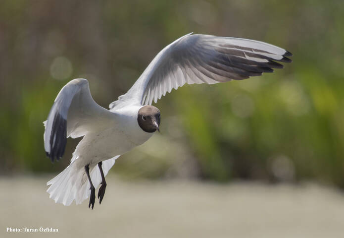 Озёрная чайка (лат. Chroicocephalus ridibundus)