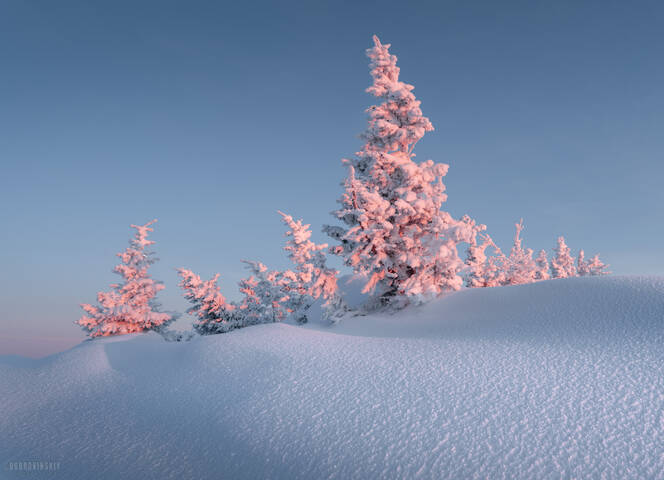 Уральские елочки