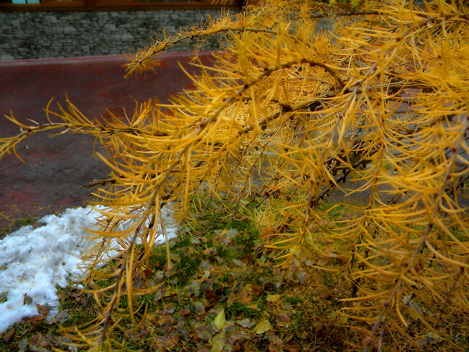 Детали природы