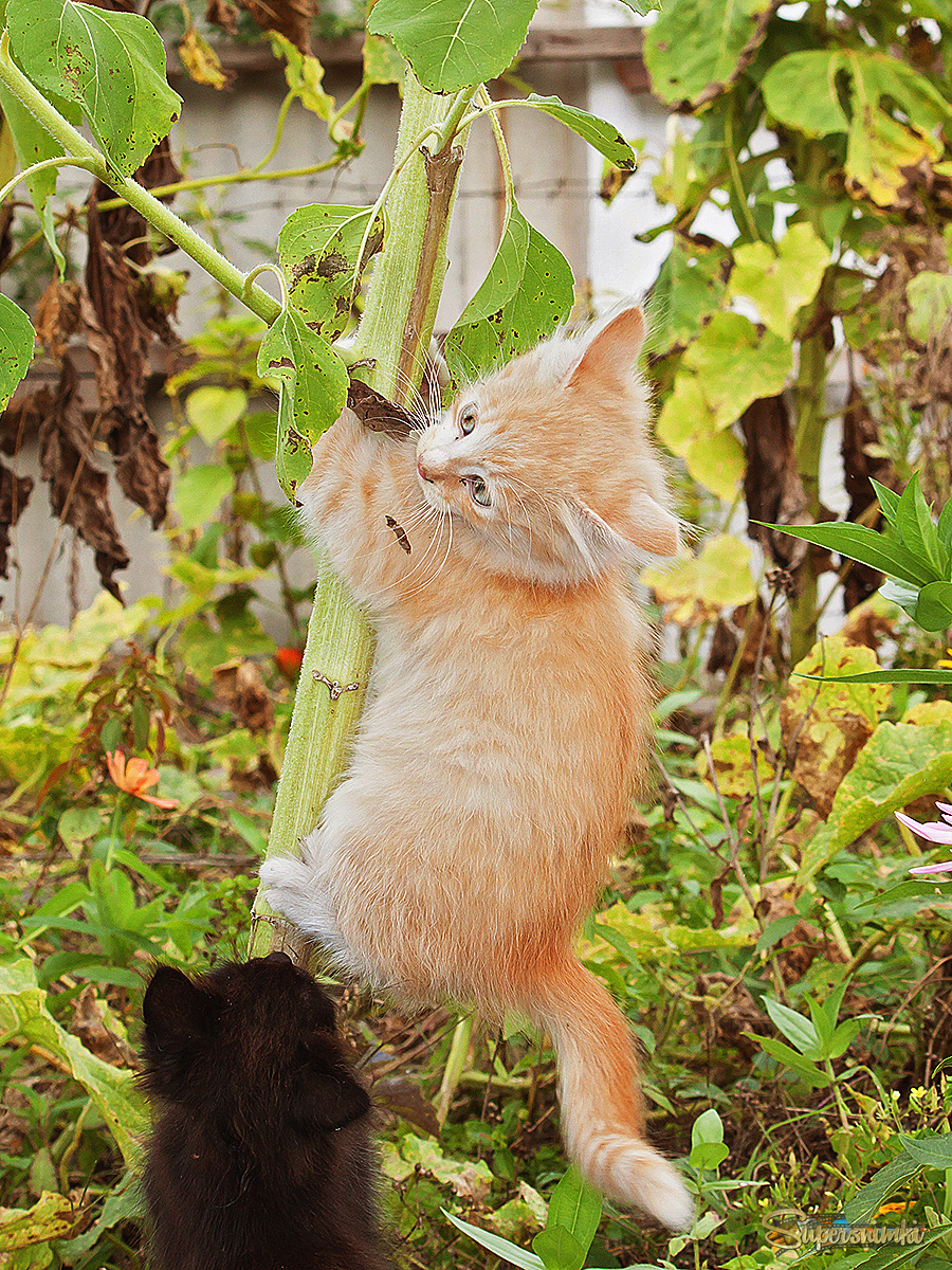 Смелее,Рыжик,я страхую! )